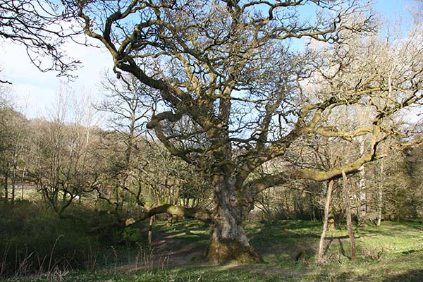 Birnam Wood