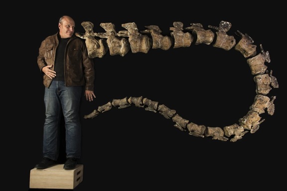 This is Lacovara standing next to 22 of the 32 vertebrae of Dreadnoughtus, which is the largest known of all the land animals.