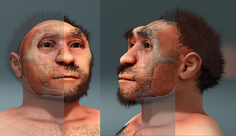 https://upload.wikimedia.org/wikipedia/commons/8/87/Homo_erectus_pekinensis%2C_forensic_facial_reconstruction.png