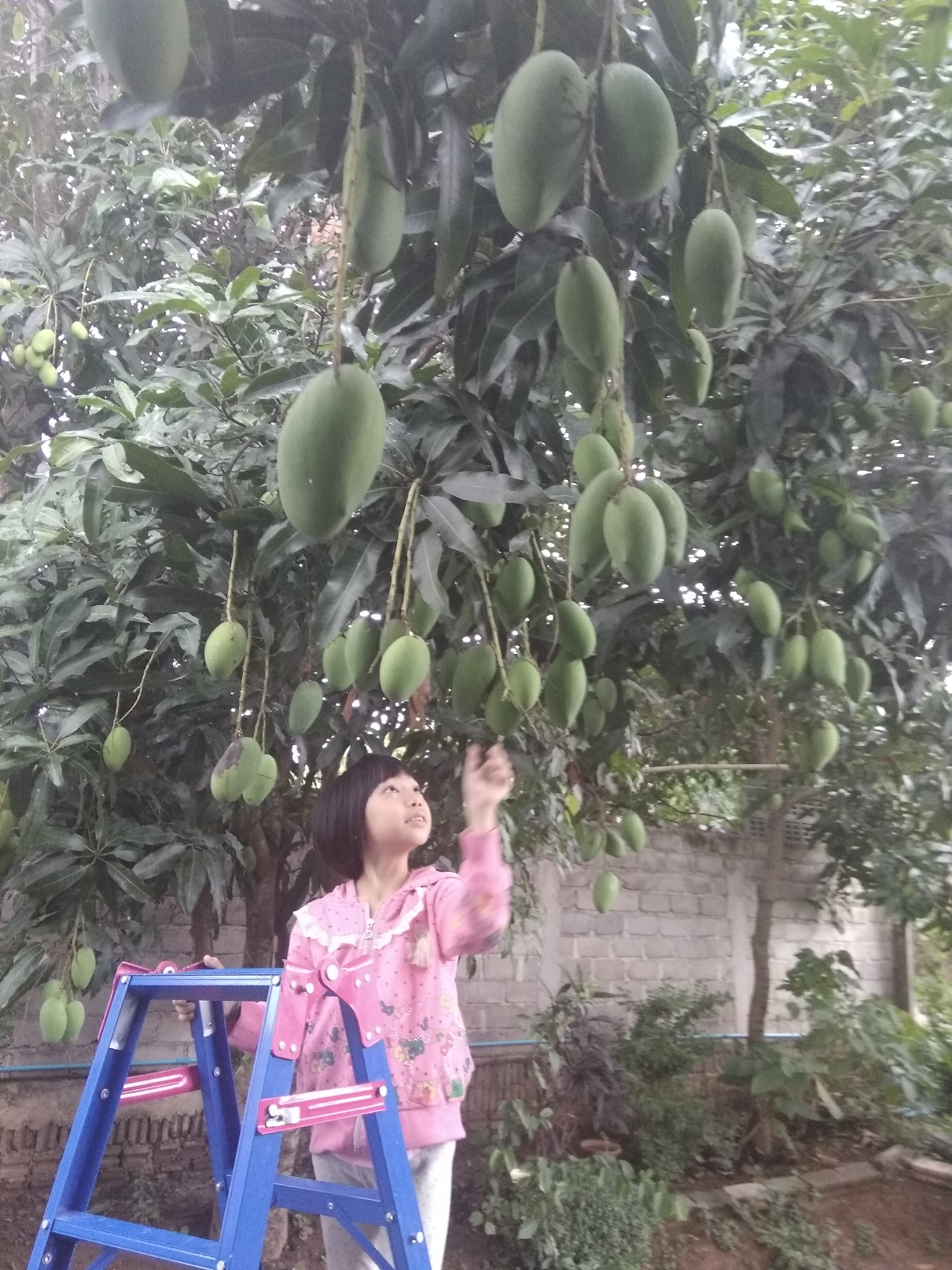 This is Snow proudly displaying a mango.