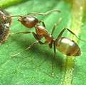 Ants thumbnail