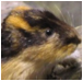 Avoid Living Life Like a Lemming thumbnail