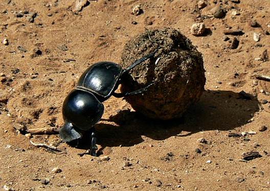 A beetle collecting dung