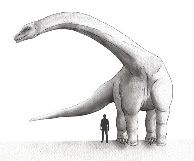 Dreadnoughtus and a human