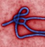 Ebola thumbnail