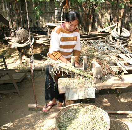 Women cutting sugar cane