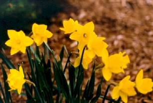 Daffodils