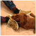 Ginger, Socks, and Poe thumbnail