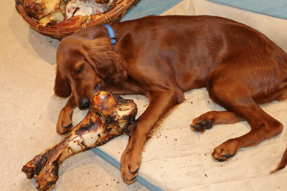 Ginger chews beef femur bone