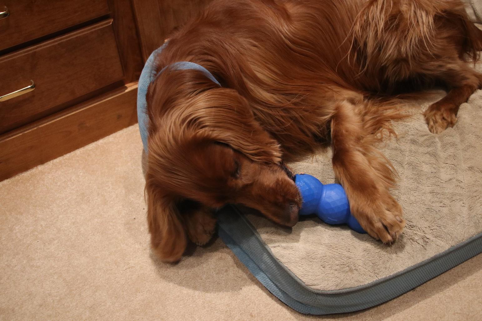 Ginger chews rubber toy