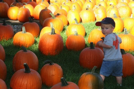 Owen picking pumpkins
