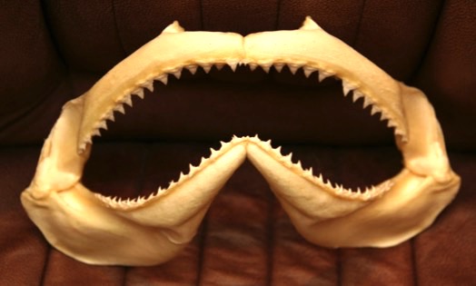 Jaws