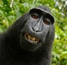 Monkeying Around... thumbnail