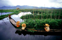 Inle Lake Floating Garden