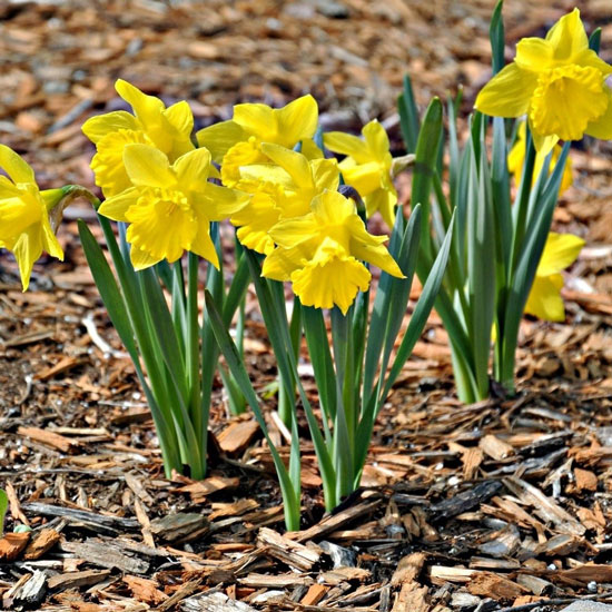 Narcissus Daffodil