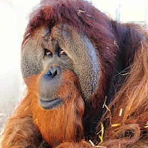 Orangutans at the zoo