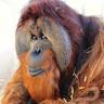 Orangutans, Our Cousins... thumbnail