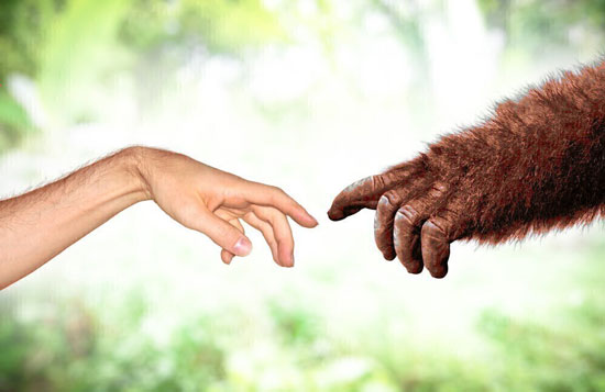 Two primates