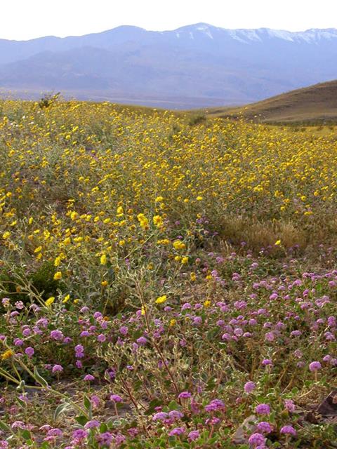 Death Valley Wildflowers