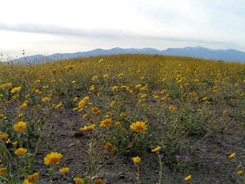 Death Valley Wildflowers