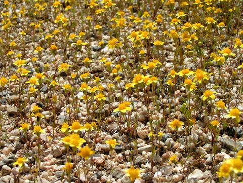 Death Valley Wildflowers