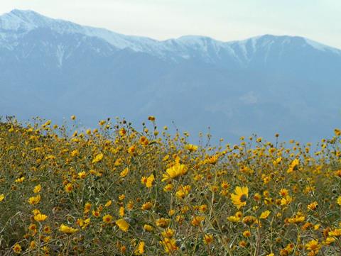 Death Valley Wildflowers