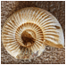 The Chambered Nautilus thumbnail