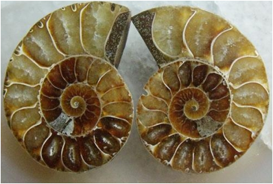 Description: http://img.diytrade.com/cdimg/1154105/16682493/0/1288596183/10pcs_MOQ_Pair_Split_Ammonite_Fossil_Polish_Gmestone_Cabochon.jpg