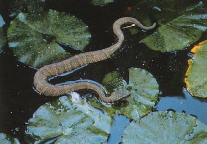 A killer water moccasin