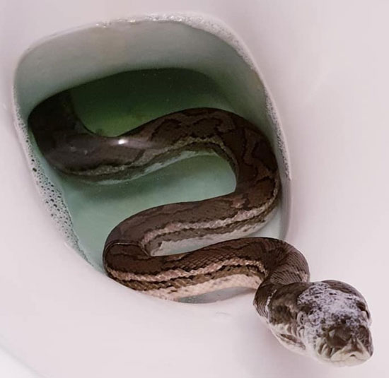 The sewer serpent