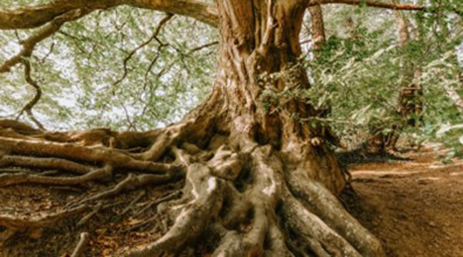 This is a large tree with equally large roots.