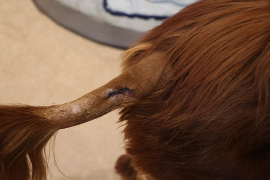 Ginger's tail