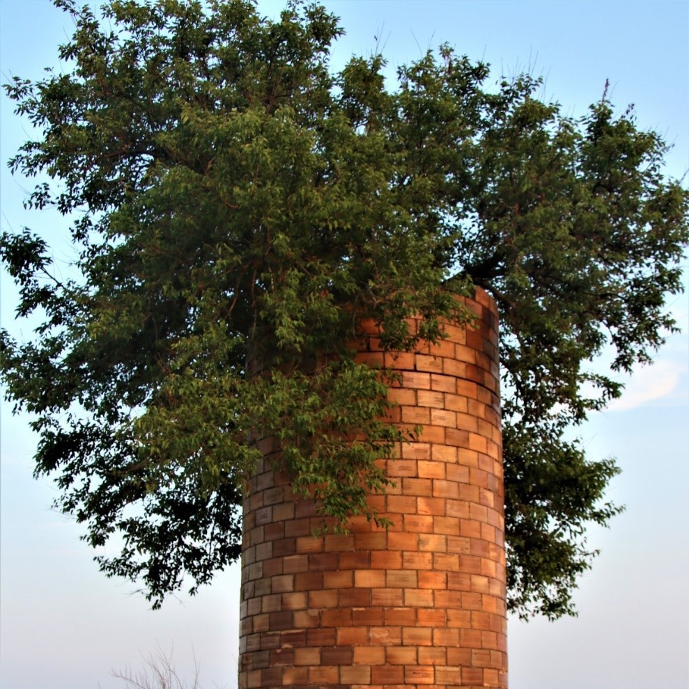 The Tree in the Silo