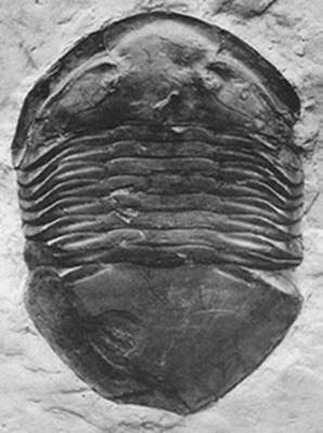 This Isotelus trilobite was found at the Hoffman Dam located near Dayton, Ohio.