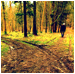 Two Roads in the Wood thumbnail