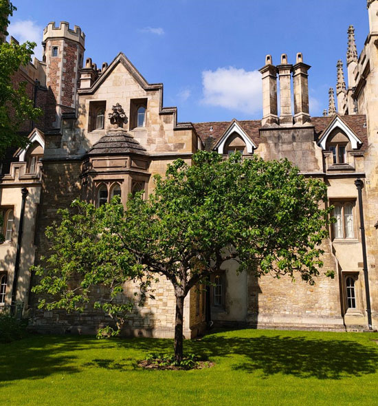 This grafted apple tree is from the one that dropped an apple on Newton’s head.