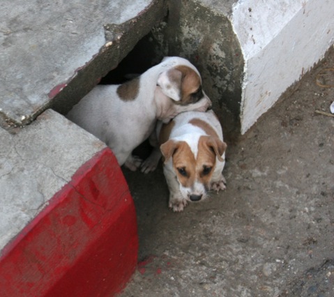 Puppies playing