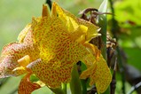 Easter Island - flowers