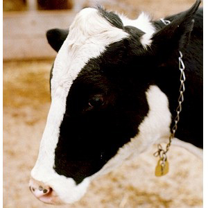 Elvira, The Cow