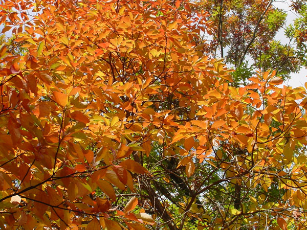 DSC00060