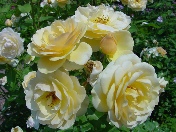 DSC00039