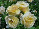 DSC00039