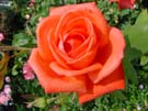 DSC00041