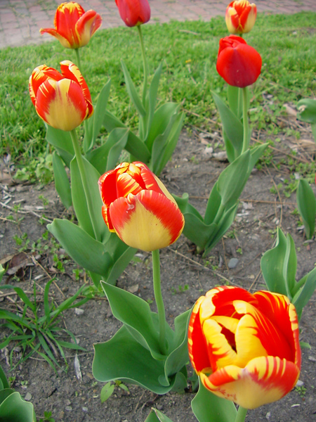 11