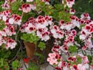 DSC00057