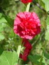 DSC00098