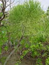 DSC00032